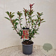 Photinia fraseri Carré Rouge 55-60 cm 3,0L