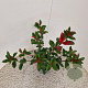 Photinia fraseri Carré Rouge 55-60 cm 3,0L