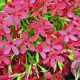 Phlox (D) 'Ochsenblut' GM P9