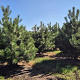 Pinus nigra nigra 200-250 cm draadkluit meerstammig 160-180 cm diameter