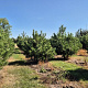 Pinus nigra nigra 200-250 cm draadkluit meerstammig 160-180 cm diameter