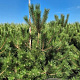 Pinus nigra nigra 225-250 cm draadkluit extra