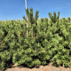 Pinus nigra nigra 225-250 cm draadkluit extra