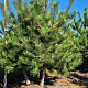 Pinus nigra nigra 250-300 cm draadkluit meerstammig 350-400 diameter