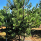 Pinus nigra nigra 250-300 cm draadkluit meerstammig 350-400 diameter
