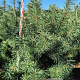 Pinus sylvestris 200-225 cm draadkluit