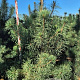 Pinus sylvestris 200-225 cm draadkluit