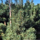 Pinus sylvestris 200-225 cm draadkluit