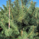 Pinus sylvestris 225-250 cm draadkluit