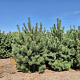 Pinus sylvestris 225-250 cm draadkluit extra