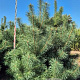 Pinus sylvestris 250-275 cm draadkluit extra