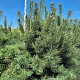 Pinus sylvestris 250-275 cm draadkluit extra