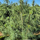 Pinus wallichiana 175-200 cm draadkluit