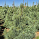 Pinus wallichiana 175-200 cm draadkluit