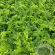 Polystichum set. 'Herrenhausen' GM 2,0L