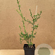 Poncirus trifoliata 60-80 cm 3,0L