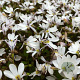 Pratia angulata 'Treadwellii' GM P9