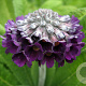 Primula capitata mooreana GM P9
