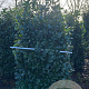 Prunus l. Etna 175-200 cm draadkluit