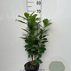 Prunus l. 'Novita' 60-80 cm 3,0L