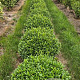 Prunus l. Sofia 60 cm draadkluit bol
