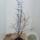 Prunus spinosa 100-125 cm 7,5L solitair