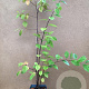 Pseudocydonia sinensis 80-100 cm 2,0L