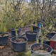 Pyrus c. 'Conference' 18-20 cm cont. 65L