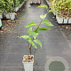 Pyrus pyrifolia 'Tama' GM C1.5