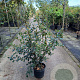 Quercus ilex 80-100 cm 7,5L