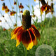 Ratibida columnifera pulcherrima GM P9