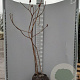 Rhus typhina 150-175 cm met kluit