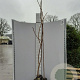 Rhus typhina 175-200 cm met kluit
