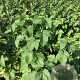 Ribes 'Josta' 100-125 cm wortelgoed