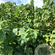 Ribes 'Josta' 80-100 cm wortelgoed