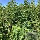 Ribes nigr. 'Titania' 80-100 cm wortelgoed