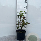 Ribes sang. 'King Edward VII' 30-40 cm 2,0L