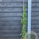 Rosa (K) Guirlande d' Amour 125-150 cm vierkant rond 5,5L