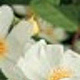 Rosa (K) Natura Siluetta 150-175 cm vierkant rond 5,5L