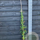 Rosa (K) Paragon 80-100 cm 5,5L
