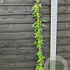 Rosa Perennial Red Domino 150-175 cm vierkant rond 5,5L