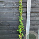 Rosa (K) Sweet Siluetta 150-175 cm vierkant rond 5,5L