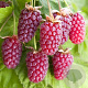Rubus log. Loganberry 60-65 cm rozenpot 2L
