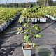 Rubus 'Buckingham Tayberry' 40-60 cm P15