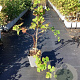 Rubus 'Dorman Red' 40-50 cm 3,0L
