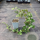 Rubus 'Dorman Red' GM C1.5