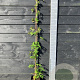 Rubus frut. 'Thornless Evergreen' 150-175 cm vierkant rond 5,5L