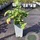 Rubus illecebrosus GM C1.5