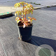 Rubus illecebrosus GM 2,0L