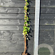 Rubus phoenicolasius 150-175 cm vierkant rond 5,5L